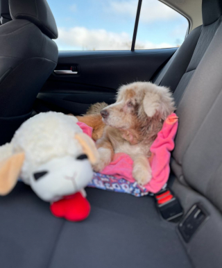 Illustration de l'article : Apr&egrave;s 7 ans d&rsquo;absence, une chienne du Texas est retrouv&eacute;e dans une chambre d&rsquo;h&ocirc;tel en Floride