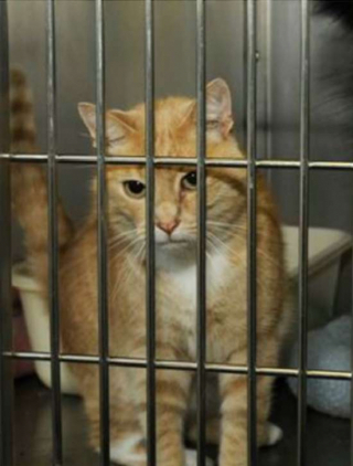 Illustration de l'article : Au lieu d’adopter un chiot ou un chaton, un jeune garçon fait un choix surprenant dans un refuge pour animaux