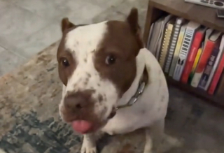 Illustration de l'article : Sauvée d’un laboratoire, cette chienne espère enfin trouver le foyer aimant qu’elle n’a jamais eu (vidéo)