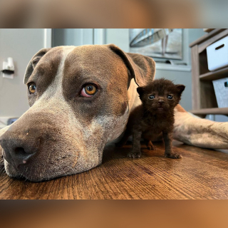 Illustration de l'article : Loin des préjugés sur les Staffs, ce chien au grand cœur devient le père adoptif de chatons abandonnés (vidéo)