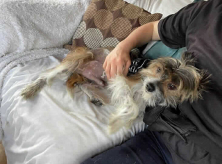 Illustration de l'article : Après avoir vécu comme un prisonnier avec un maître peu aimant, ce petit Chien Chinois à Crête cherche un foyer pour la vie