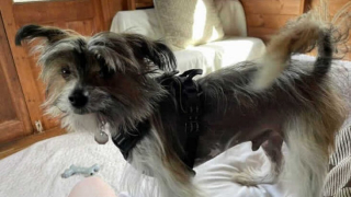 Illustration de l'article : Après avoir vécu comme un prisonnier avec un maître peu aimant, ce petit Chien Chinois à Crête cherche un foyer pour la vie