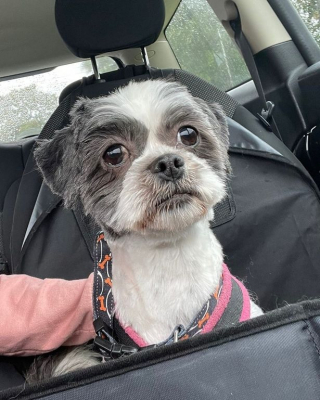 Illustration de l'article : Abandonnée, Mimi, une petite Shih Tzu, reprend goût à la vie grâce à un bénévole du refuge