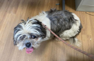 Illustration de l'article : Abandonnée, Mimi, une petite Shih Tzu, reprend goût à la vie grâce à un bénévole du refuge