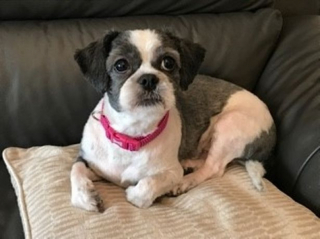 Illustration de l'article : Abandonnée, Mimi, une petite Shih Tzu, reprend goût à la vie grâce à un bénévole du refuge