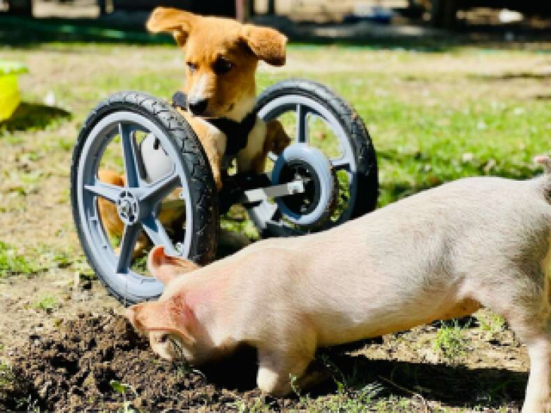 Trop fragile pour jouer avec les autres chiens, ce chiot devient copain avec un petit cochon (vidéo)