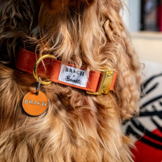 Illustration de l'article : Le luxe canin à la française avec Brach Paris et French Bandit qui lancent une collection exclusive d'accessoires pour chiens