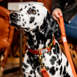 Illustration de l'article : Le luxe canin à la française avec Brach Paris et French Bandit qui lancent une collection exclusive d'accessoires pour chiens