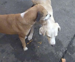 Illustration de l'article : Un chien compatissant aide son ami à 3 pattes à se gratter le dos (vidéo)