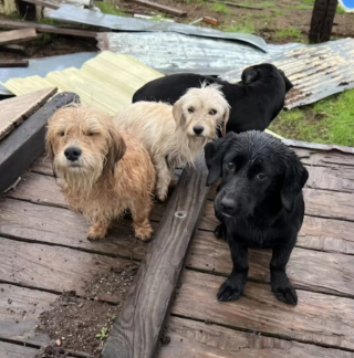 Illustration de l'article : 6 chiots en cavale dans une zone désertique ont pu trouver une aide salvatrice, grâce à un bon samaritain (vidéo)