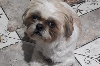 Illustration de l'article : L’histoire émouvante d’un petit chien sénior, abandonné dans son sac de transport à bord d’un taxi