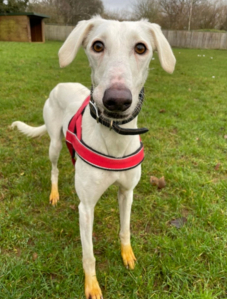 Illustration de l'article : Découvrez Marigold, la chienne Lurcher, dont les pattes arborent une mystérieuse couleur jaune
