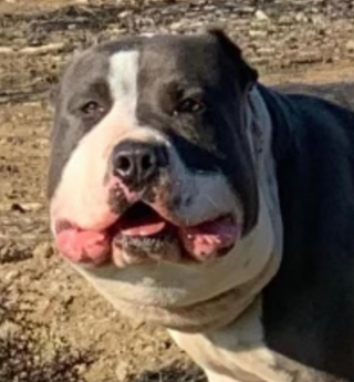 Illustration de l'article : Un acte de compassion a changé la vie de Chunk, le pitbull au visage gonflé par une chaîne étouffante