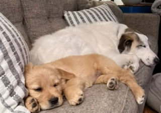 Illustration de l'article : Apr&egrave;s avoir d&eacute;prim&eacute; seul, Finley retrouve le sourire, gr&acirc;ce &agrave; la petite s&oelig;ur que ses parents lui ont donn&eacute;e (vid&eacute;o)