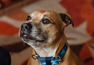 Illustration de l'article : Après avoir été séparé de son maître dans des circonstances tragiques, ce chien a passé 500 jours à attendre au refuge 