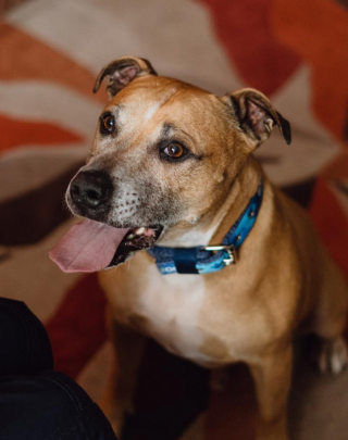 Illustration de l'article : Après avoir été séparé de son maître dans des circonstances tragiques, ce chien a passé 500 jours à attendre au refuge 