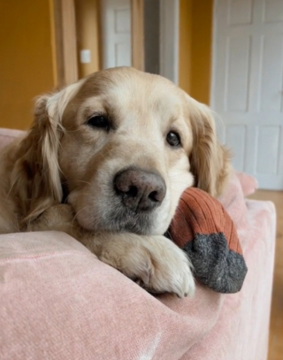 Illustration de l'article : Ce Golden Retriever a noué une tendre amitié avec le troupeau de vaches de son voisin (vidéo)