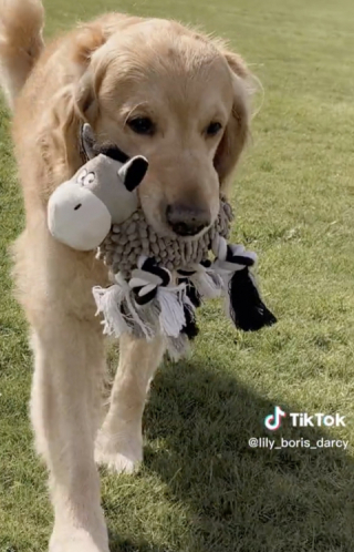 Illustration de l'article : Ce Golden Retriever a noué une tendre amitié avec le troupeau de vaches de son voisin (vidéo)