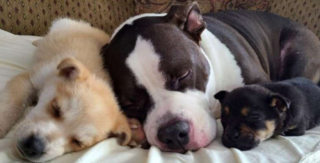 Illustration de l'article : Un chien d’ordinaire solitaire devient un excellent grand frère pour des chiots orphelins