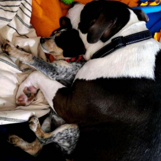 Illustration de l'article : Un chien d’ordinaire solitaire devient un excellent grand frère pour des chiots orphelins