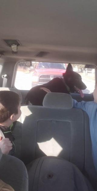 Illustration de l'article : Cet enfant de 7 ans parvient à approcher un chien sauvage qui échappait aux tentatives de sauvetage de tous les refuges