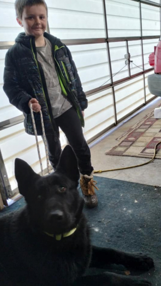 Illustration de l'article : Cet enfant de 7 ans parvient à approcher un chien sauvage qui échappait aux tentatives de sauvetage de tous les refuges