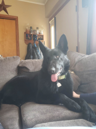 Illustration de l'article : Cet enfant de 7 ans parvient à approcher un chien sauvage qui échappait aux tentatives de sauvetage de tous les refuges