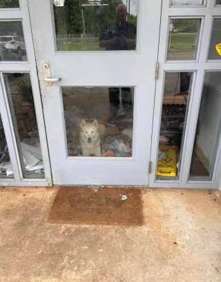 Illustration de l'article : Un Husky turbulent sème le chaos après son arrivée au refuge