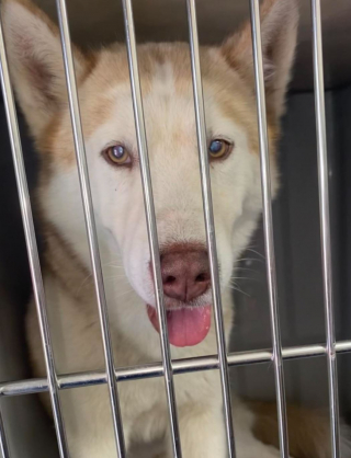 Illustration de l'article : Un Husky turbulent sème le chaos après son arrivée au refuge