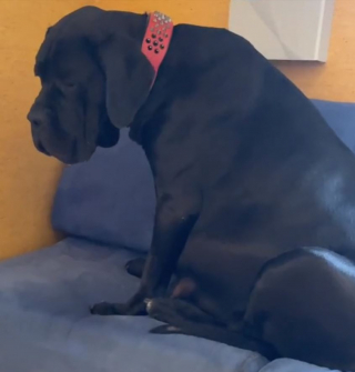Illustration de l'article : À la surprise générale, une Cane Corso donne naissance à une portée hors normes (vidéo)
