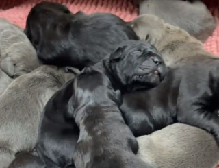 Illustration de l'article : À la surprise générale, une Cane Corso donne naissance à une portée hors normes (vidéo)
