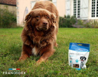 Illustration de l'article : Francodex innove avec ses bouchées chews, une récompense savoureuse pour le bien-être et l'hygiène dentaire des chiens