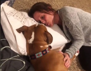 Illustration de l'article : Harvey, le chien qui attend impatiemment la visite de sa grand-mère