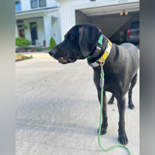 Illustration de l'article : Adopté dans un refuge, Loki, le Coonhound, est présenté à sa nouvelle famille de la plus émouvante des manières (vidéo)