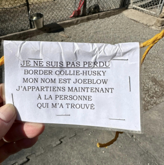 Illustration de l'article : Après avoir recueilli un chien abandonné, cette propriétaire de refuge décide de retrouver ses anciens maîtres pour les confronter à leur geste