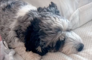 Illustration de l'article : Le geste attendrissant et comique d&rsquo;un chien exasp&eacute;r&eacute; par les pleurs incessants du nouveau-n&eacute;