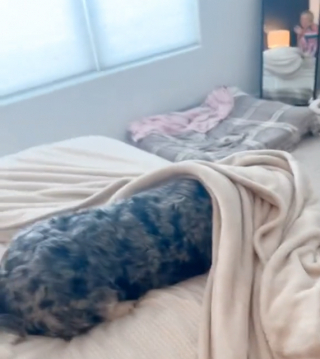 Illustration de l'article : Le geste attendrissant et comique d’un chien exaspéré par les pleurs incessants du nouveau-né