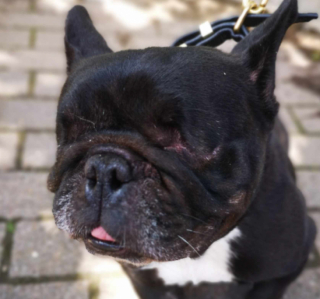 Illustration de l'article : Maltraitée par ses anciens maîtres, cette petite Bouledogue privée de ses yeux surmonte courageusement les séquelles de son passé (vidéo)