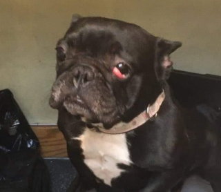 Illustration de l'article : Maltraitée par ses anciens maîtres, cette petite Bouledogue privée de ses yeux surmonte courageusement les séquelles de son passé (vidéo)