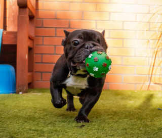 Illustration de l'article : Maltraitée par ses anciens maîtres, cette petite Bouledogue privée de ses yeux surmonte courageusement les séquelles de son passé (vidéo)