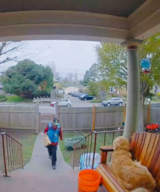 Illustration de l'article : Impatient de recevoir une caresse d’un livreur, ce Golden Retriever en tombe de son banc (vidéo)