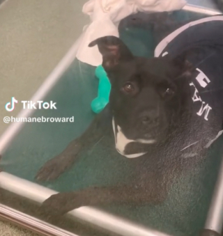 Illustration de l'article : Après 200 jours d’attente et plusieurs faux espoirs, cette chienne trouve enfin le foyer qu’il lui fallait