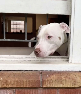 Illustration de l'article : Découvrez la belle histoire d’amour entre Winnie, une Labradoodle, et Chips, son voisin