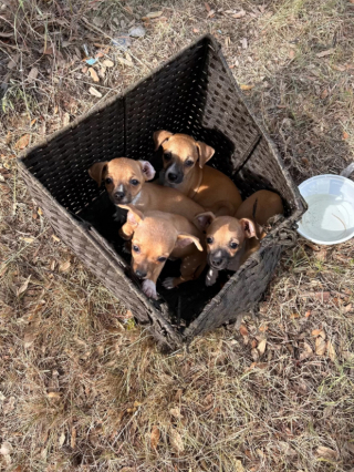 Illustration de l'article : Pendant sa promenade, cette jeune mère de famille fait une pitoyable découverte dans une boîte, abandonnée en plein soleil