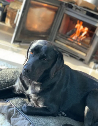 Illustration de l'article : Cette chienne Labrador Retriever nage en compagnie de son maître pour récolter des fonds pour une association caritative