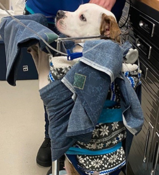 Illustration de l'article : Cette chienne Pitbull, atteinte d’une maladie rare, prend un nouveau départ, grâce à l’acharnement des bénévoles qui s’occupent d’elle