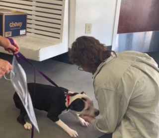 Illustration de l'article : Grâce à une amoureuse des animaux, Indie, la chienne Pitbull borgne, reprend espoir (vidéo)