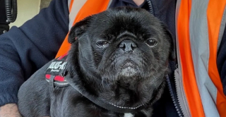 Illustration de l'article : Ce conducteur de train n’hésite pas à stopper les machines, pour porter secours à un Carlin disparu