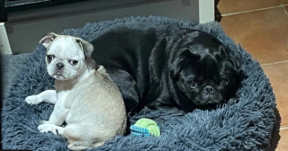 Illustration de l'article : Ce conducteur de train n’hésite pas à stopper les machines, pour porter secours à un Carlin disparu