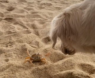 Illustration de l'article : La rencontre entre un Golden Retriever et un crabe à la plage amuse beaucoup les internautes (vidéo)